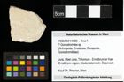 Foto (Objekt + Etiketten) von ? Goniodromites sp. 